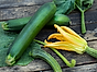 Odla zucchini blomma och zucchini