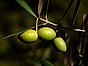Zeta - bild oliver